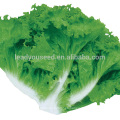 LT03 Jiulong sazona semillas de lechuga de madurez temprana de Guangzhou